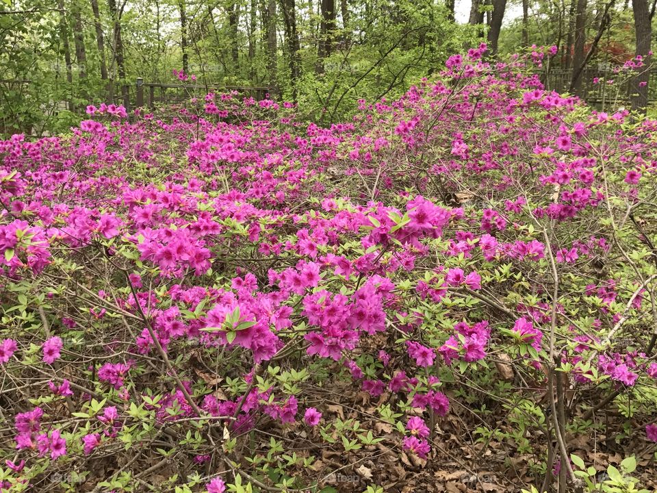 Powell Gardens - Spring Bloom