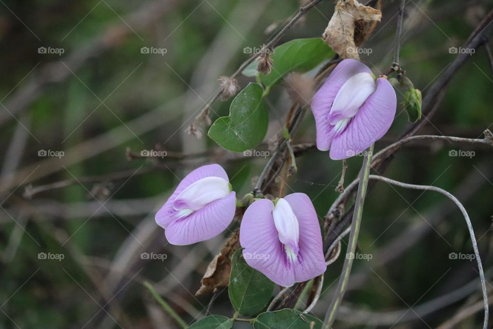 Fresh blooming light purple flowers in close up view.