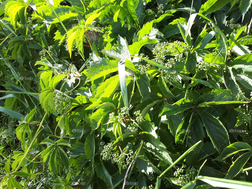 Green berries of Parthenocissus Quinquefolia (Virgina Creeper) with grass in the sunlight