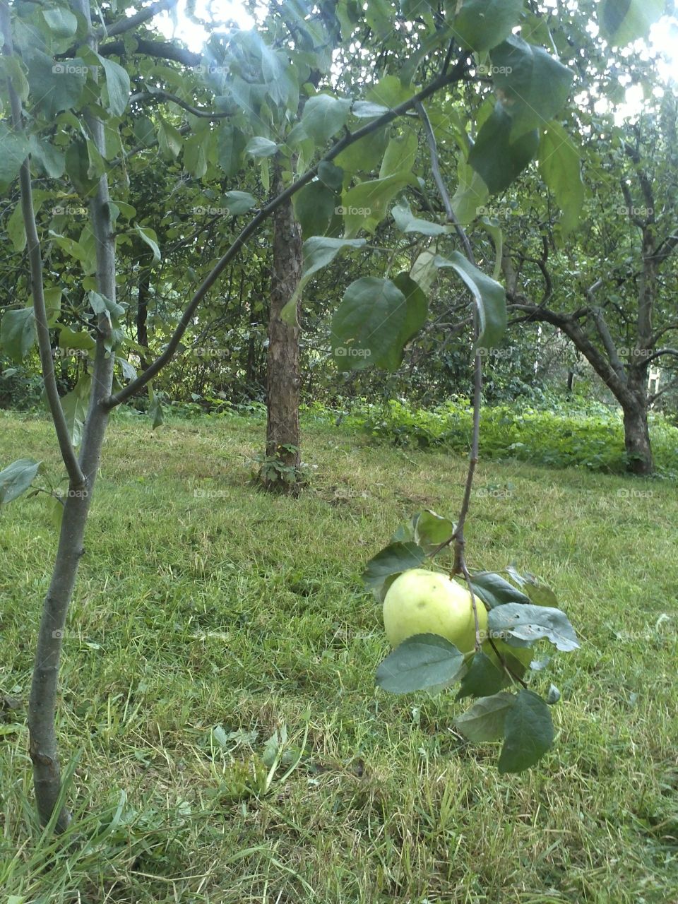 First apple