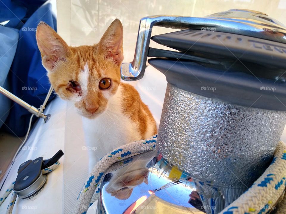 Meet "Amber" AKA "Sinbad the Sailor Kitty!" She's our beautiful little Alley Cat we've rescued, after finding her in a Fig Tree with her Eye Missing which she's recently lost but we don't know how, all we do know is she's Purrrfect to and for us!  😻