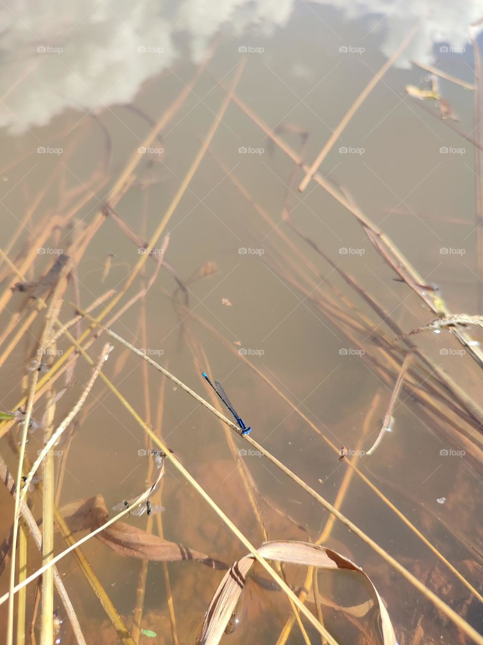 Blue Dragonfly on the river