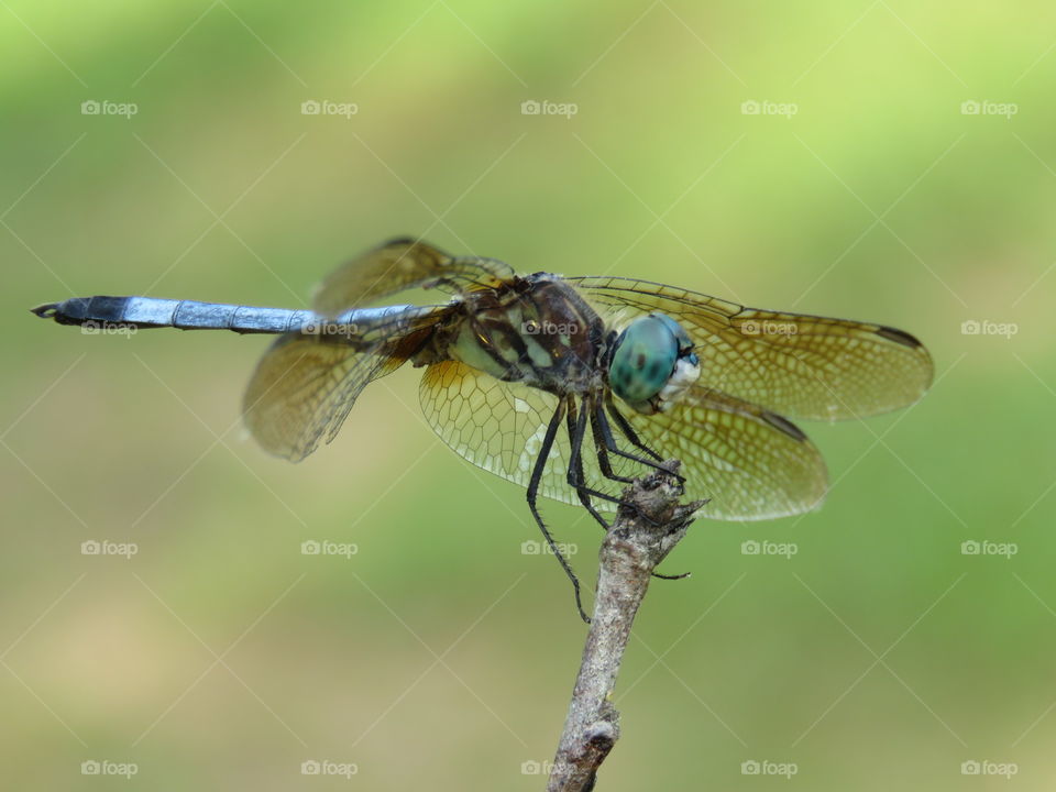 blue dragonfly