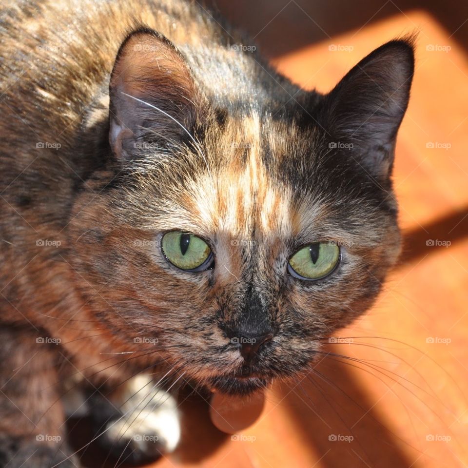 Closeup of tortoiseshell cat face with green eyes. 