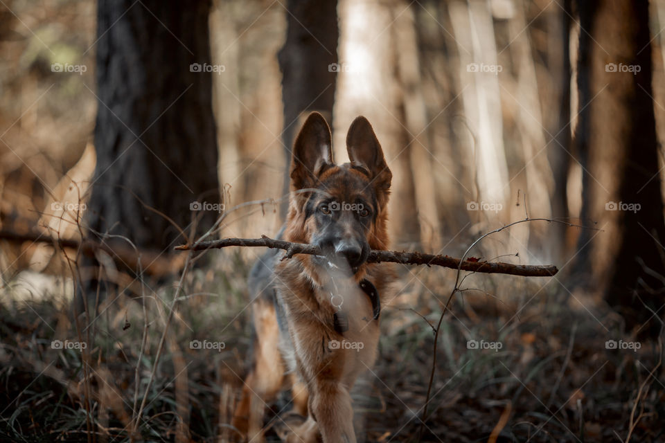 German shepherd young male dog walking outdoor at spring day