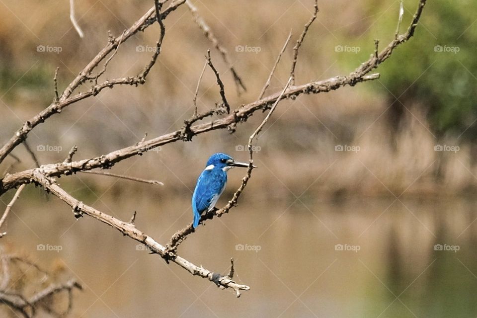 Kingfisher