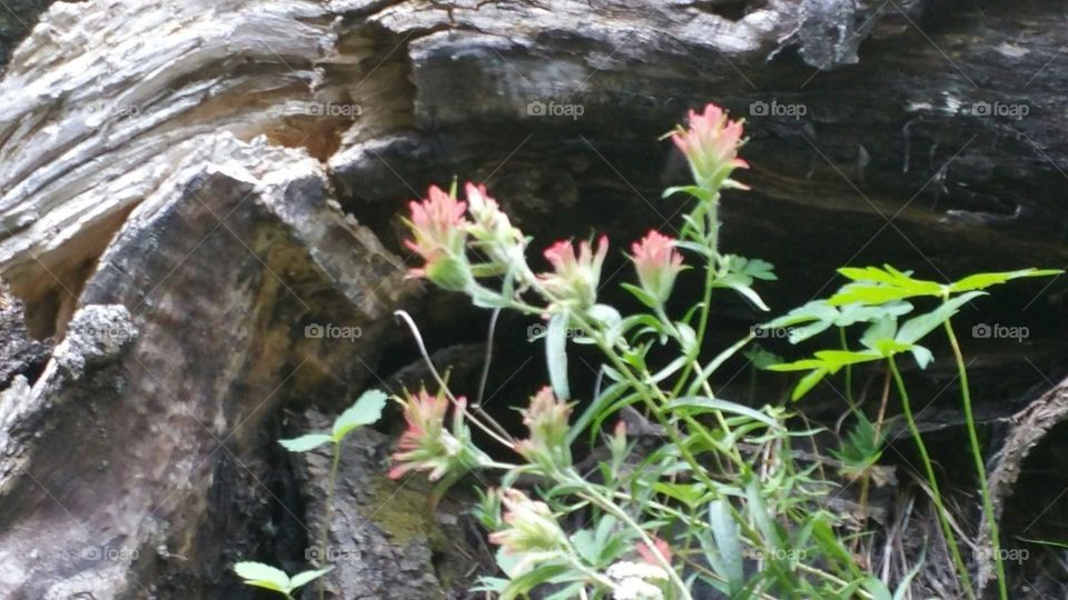 Wild Flowers in the Mountains