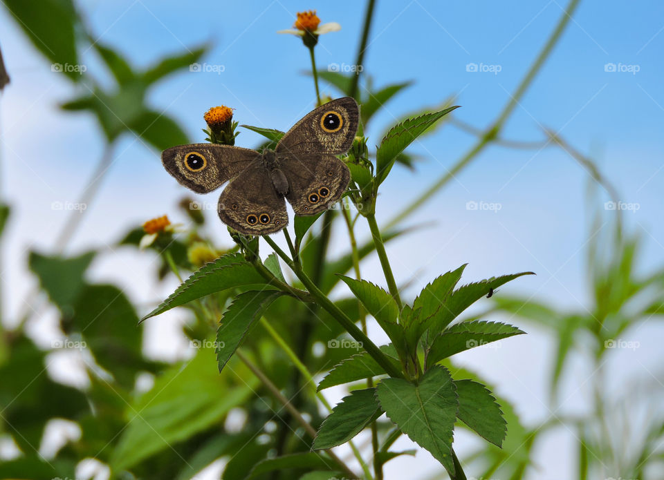 brown butterfly