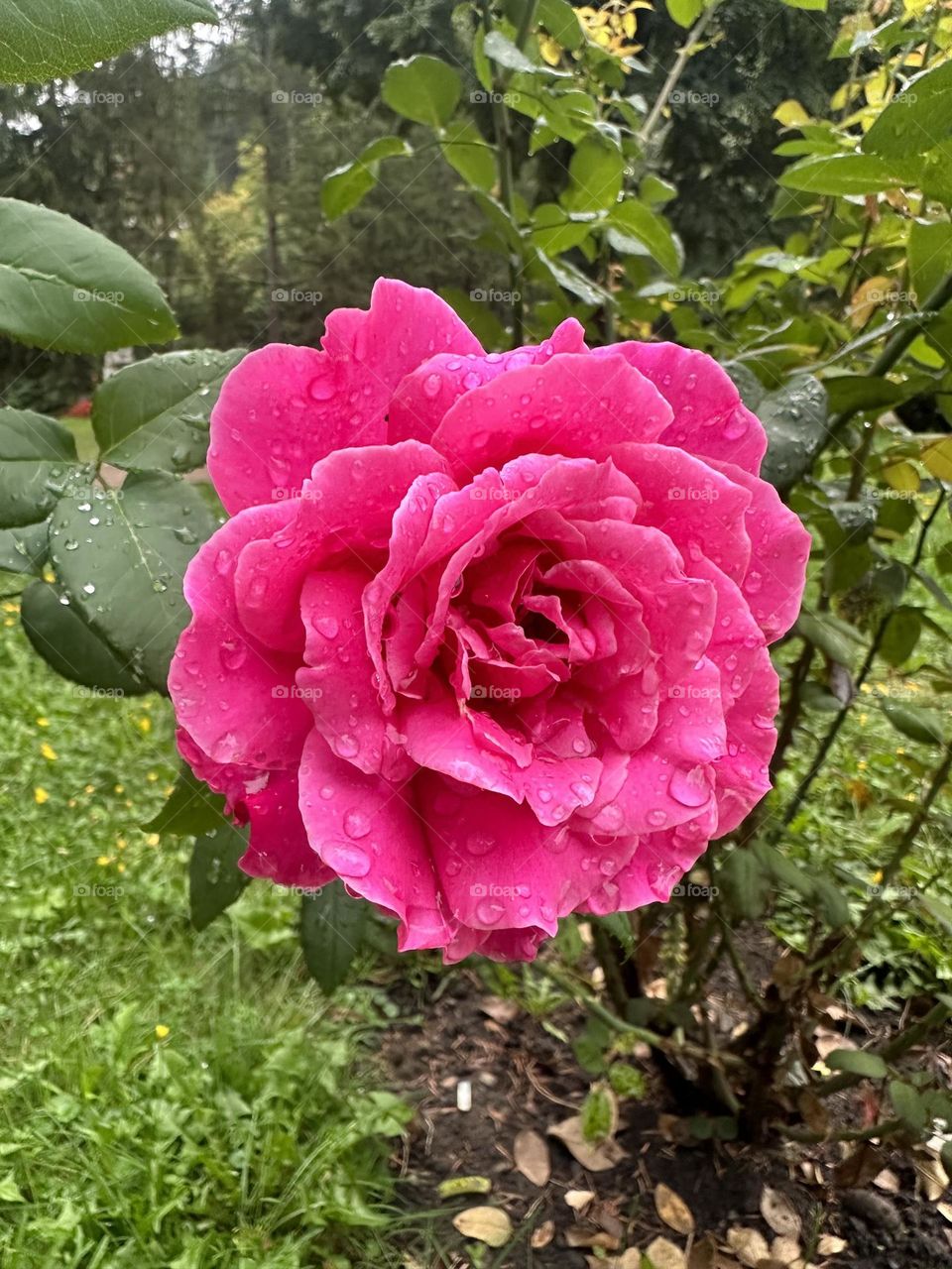 Beautiful rose 