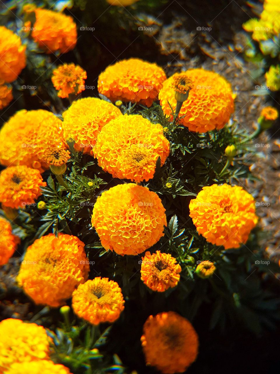 Orange flowers