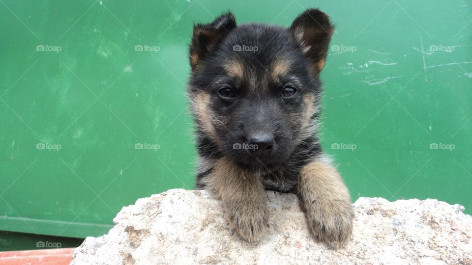 German shepherd dog 