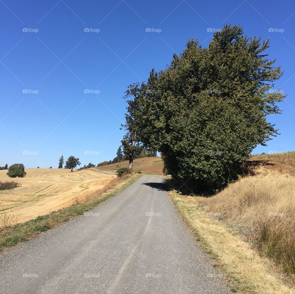 The old road leading to the historic Union Hills Cemetery in Western Oregon runs through farmland with a beautiful green tree on a sunny fall day. 
