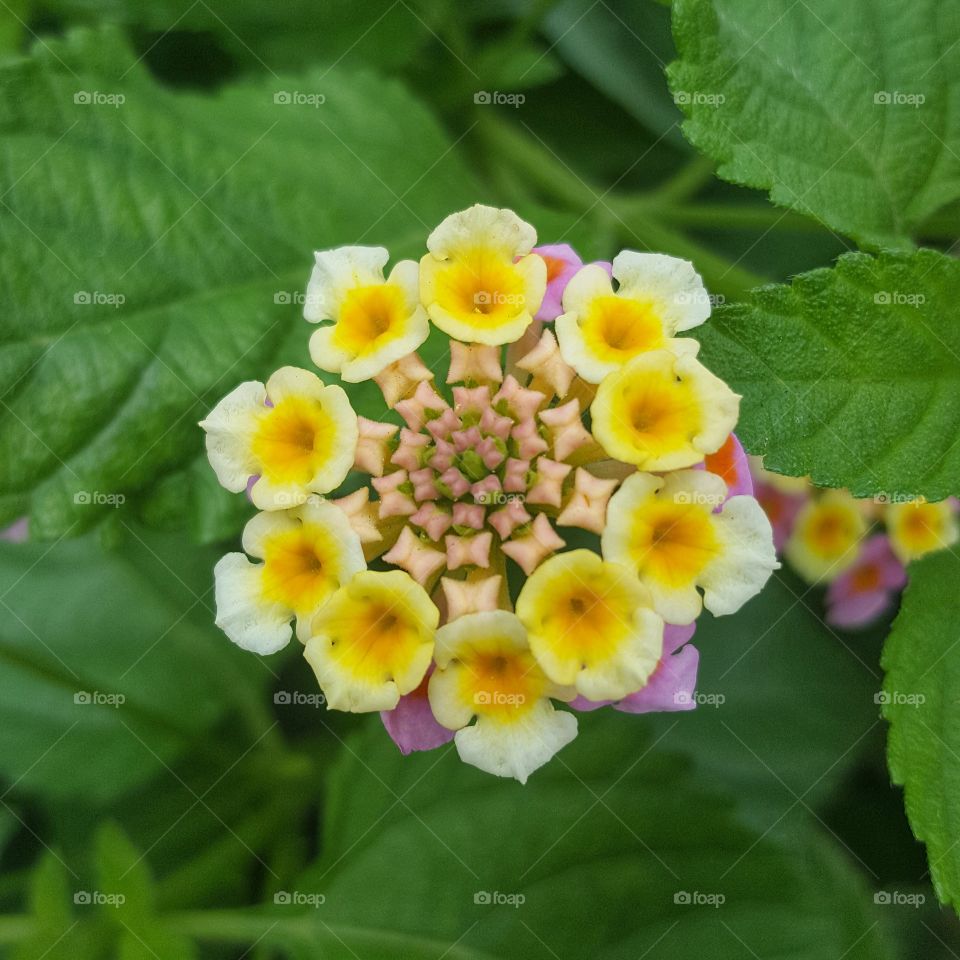 Tiny symmetrical Flower up close