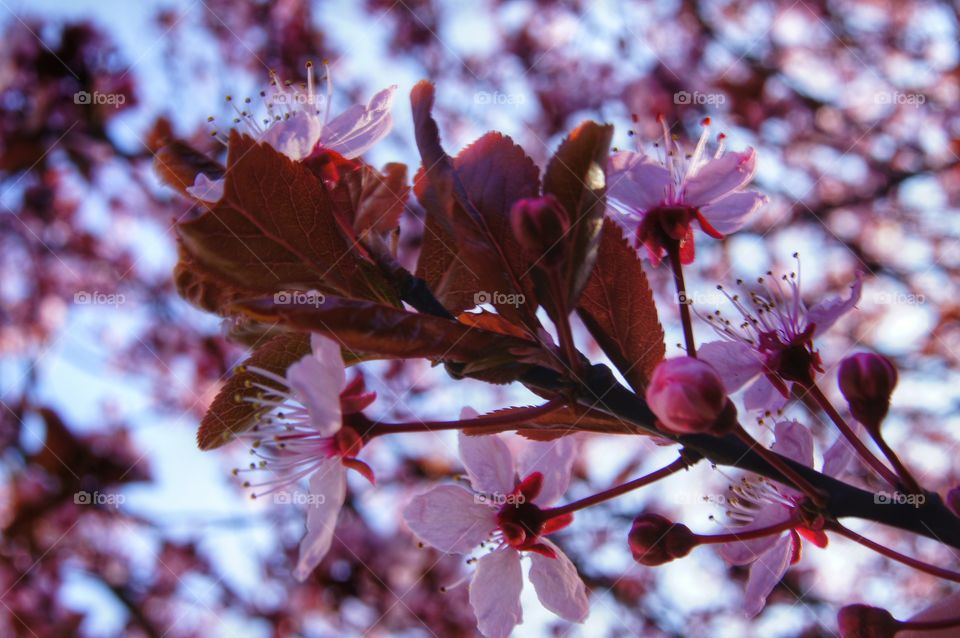 spring. blossom