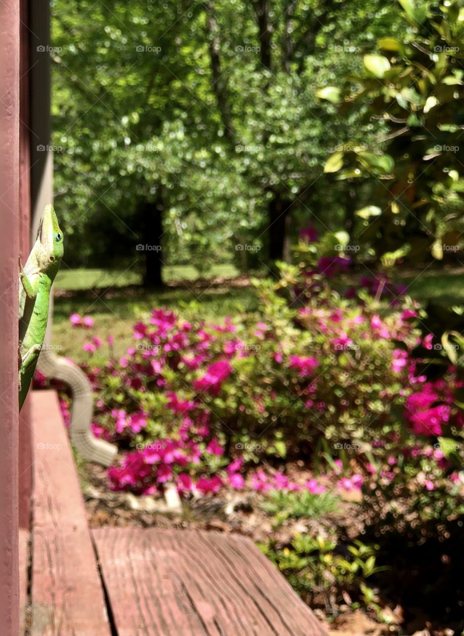 Bright green gecko lizard on front porch in sun 