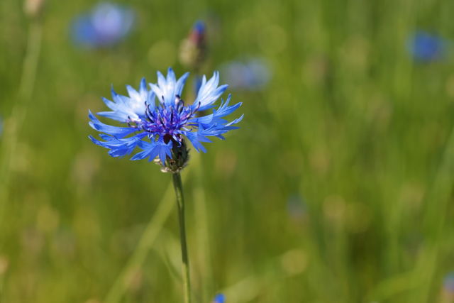 Blue cornflower