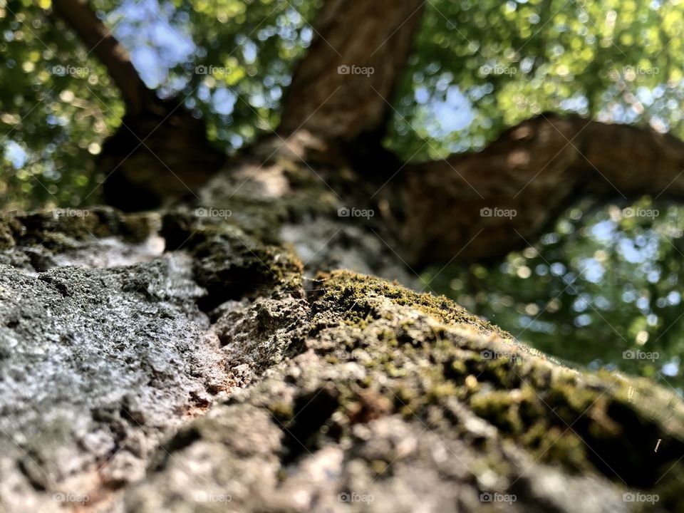 A different perspective of a tree