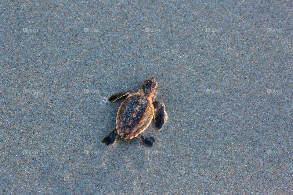 Baby Sea Turtle At Sunrise