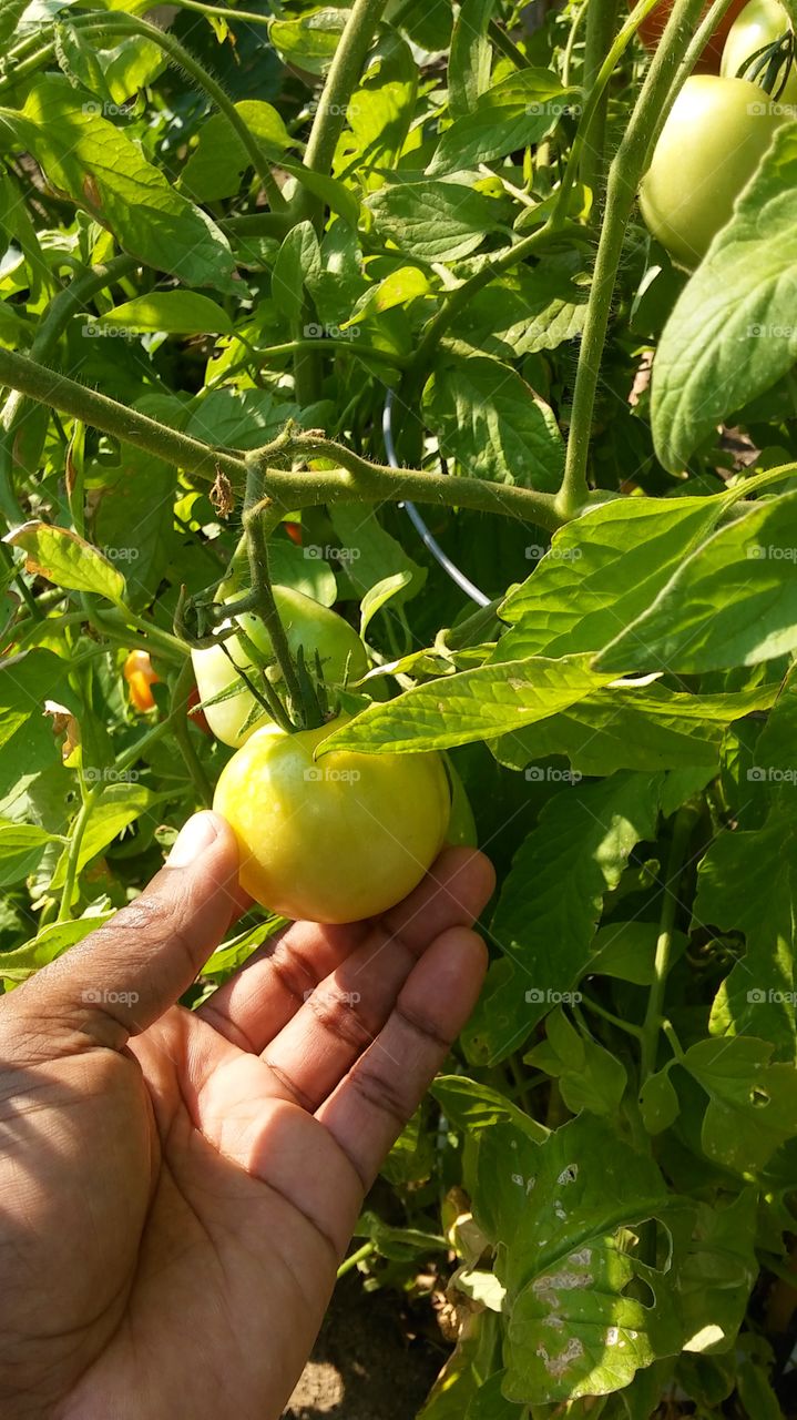 unripe tomato