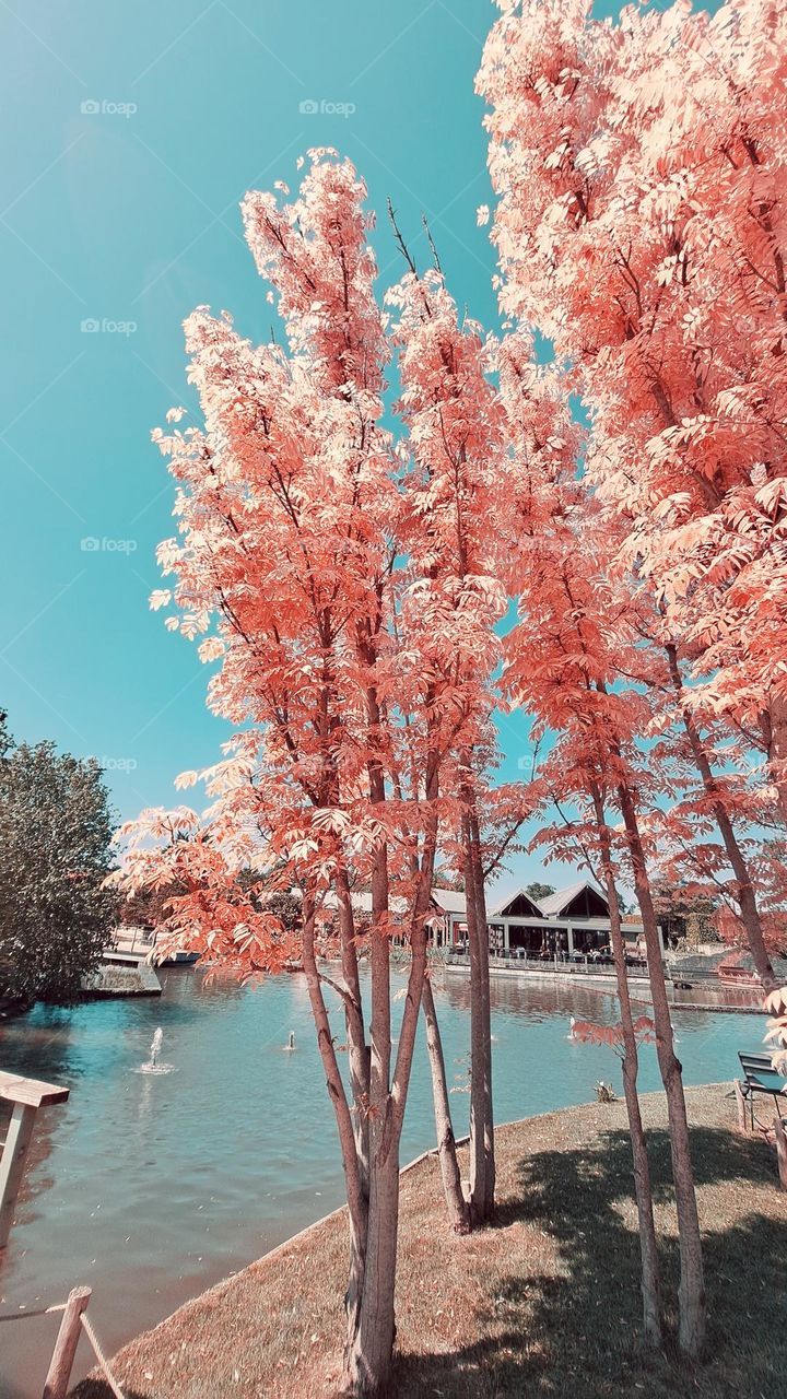 Pink trees and blue sky