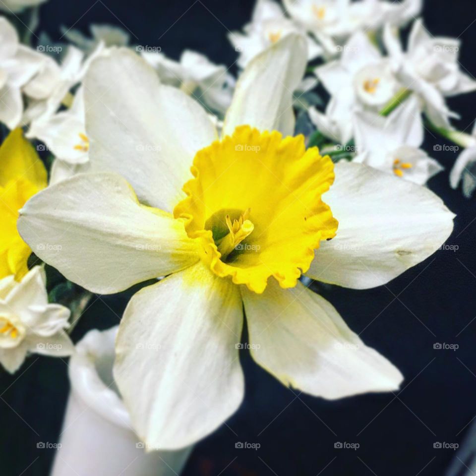 Daffodil 