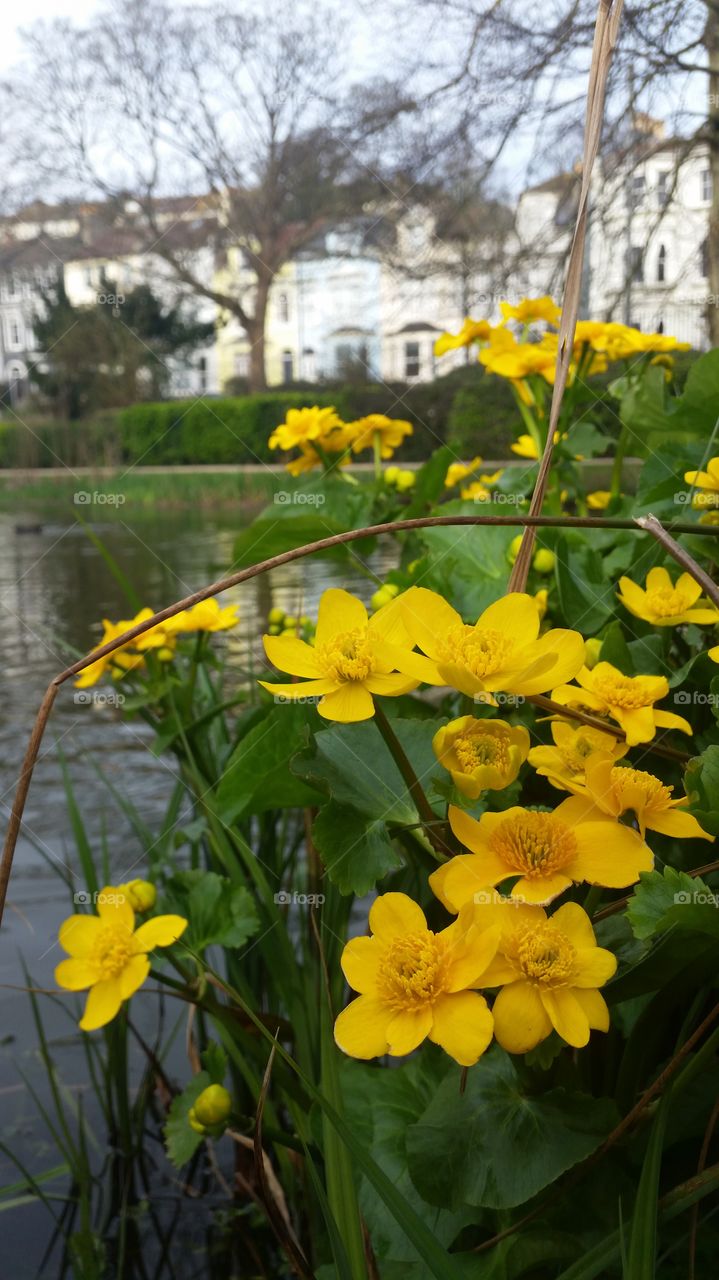 Nature, Flora, Flower, Summer, Garden