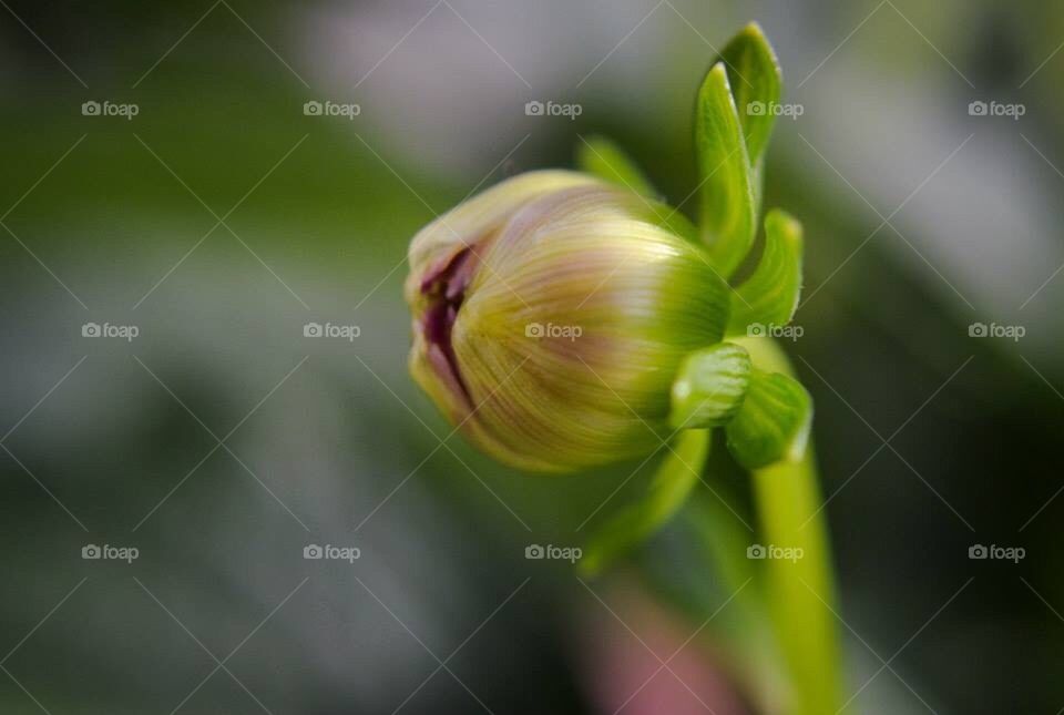 Bud