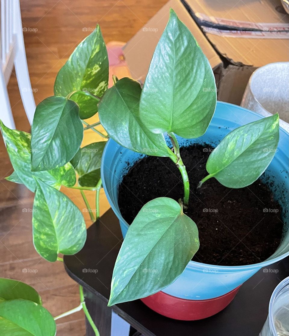 Healthy green vine house plant, taken with my iPhone 12, in a teal pot/planter, brown soil, against brown, yellow shiny wood floor, soaking up the sunlight on a brown almost black desk