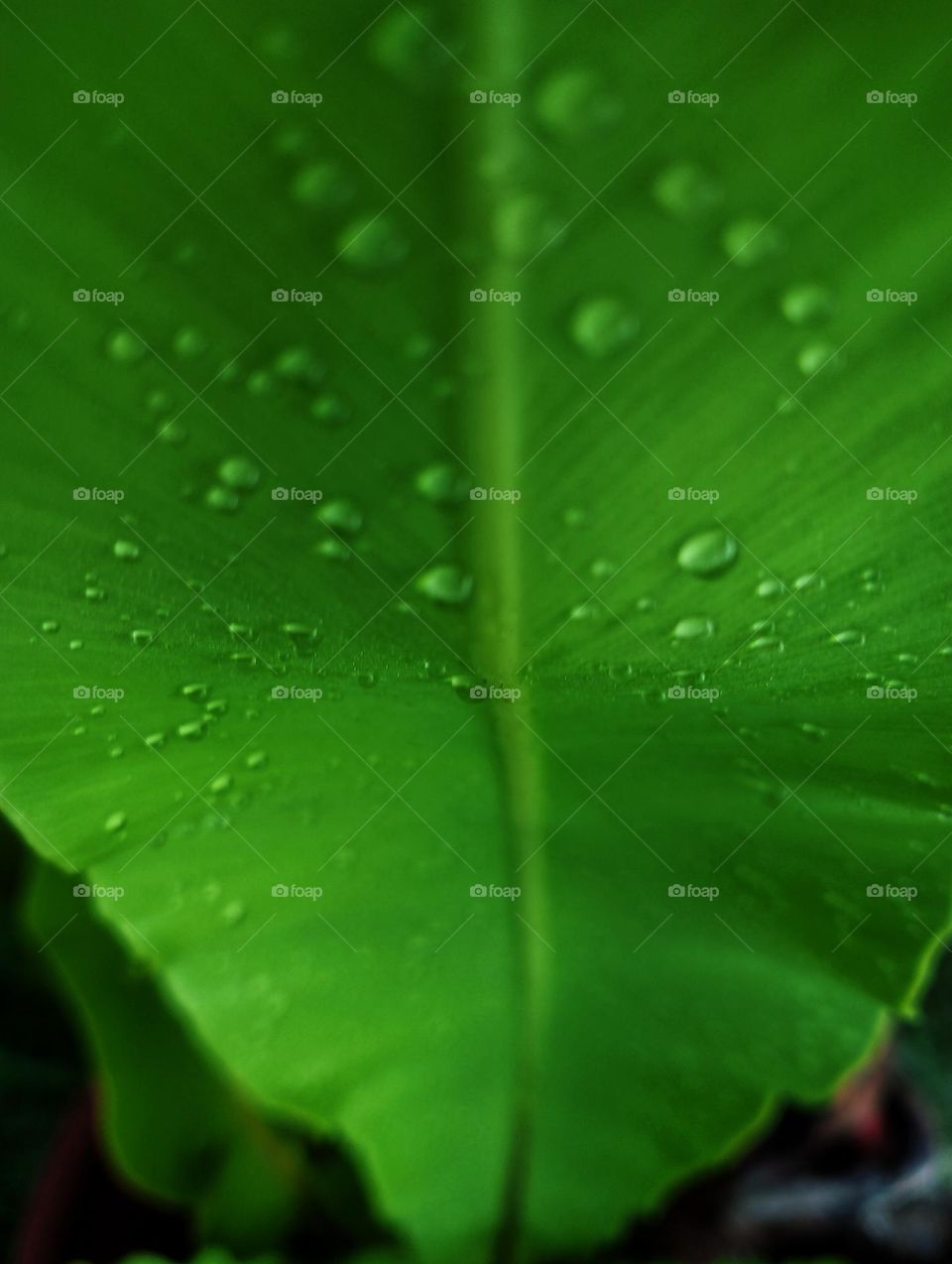 rain drop on green leaf