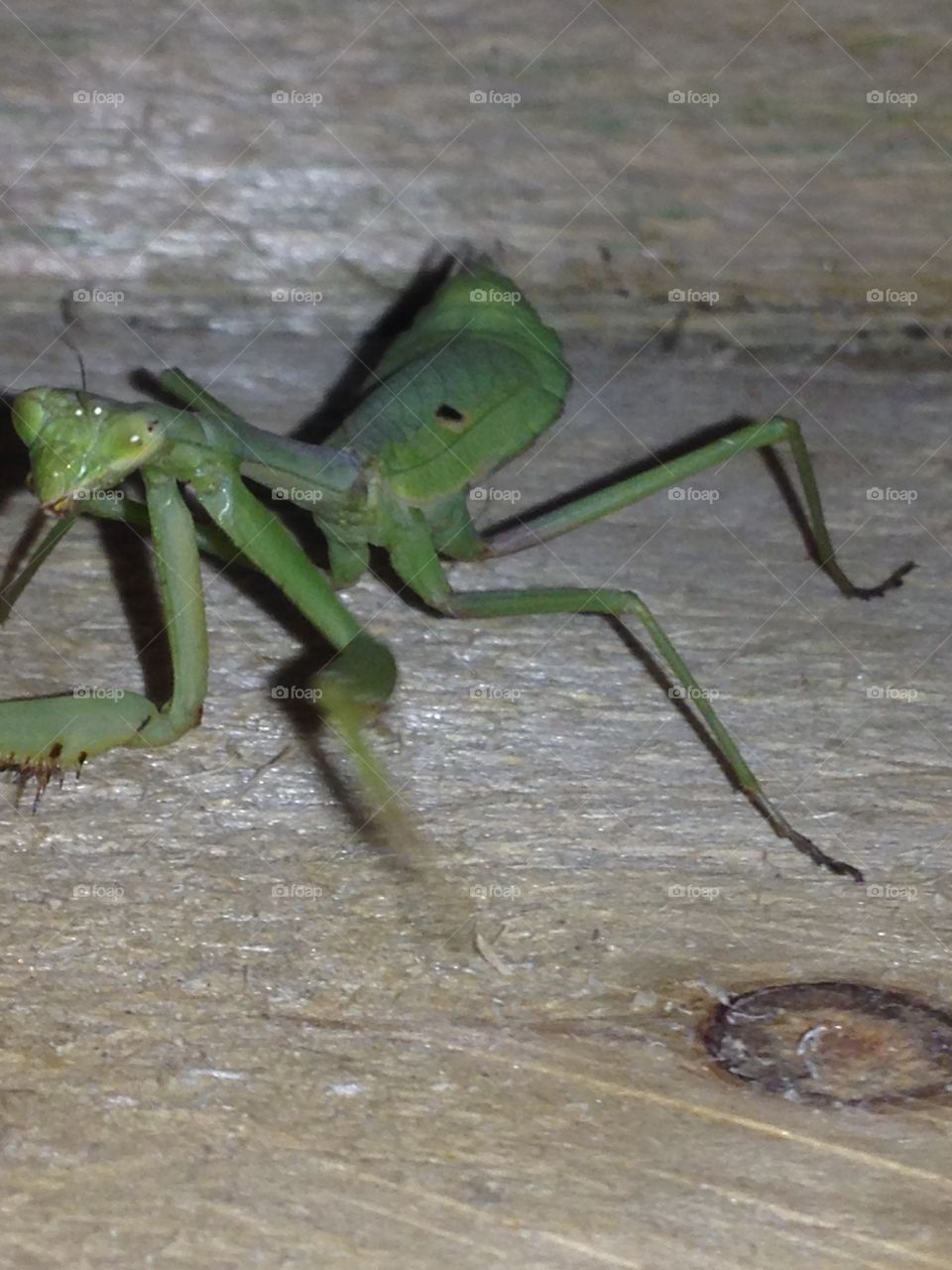 Praying mantis . Praying mantis 