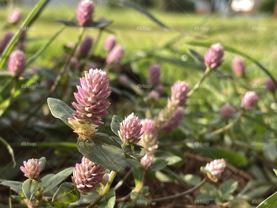 Pink dots in the grass… just dirty grass or small cute pink little flowers? Just watch where you walk! ;)