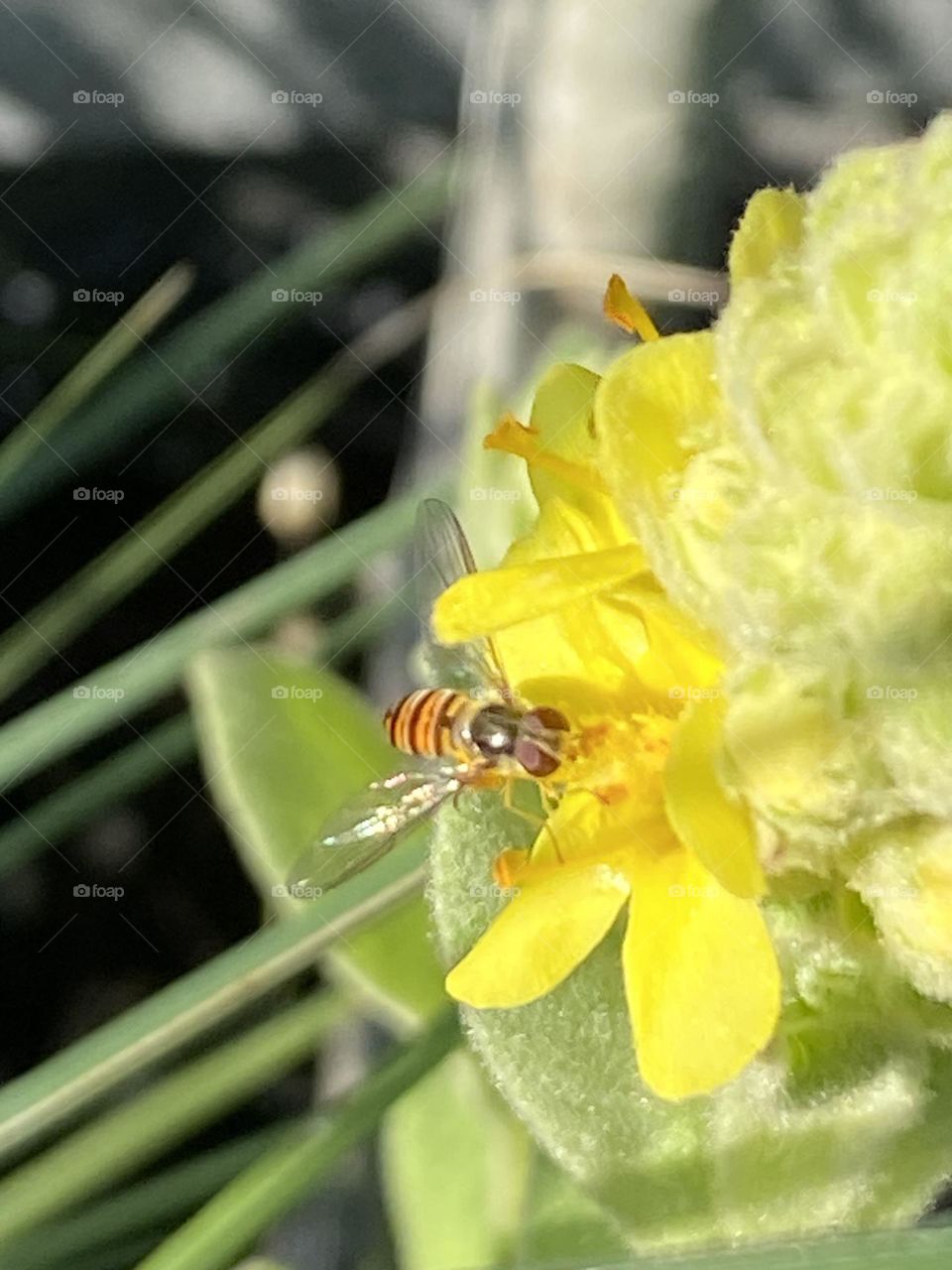 A hoverfly sits on the flower of an evening primrose. Delicate green of the soft buds also shimmer in the sunlight in July. The green background is blurred and highlights the hoverfly on the flower in focus.