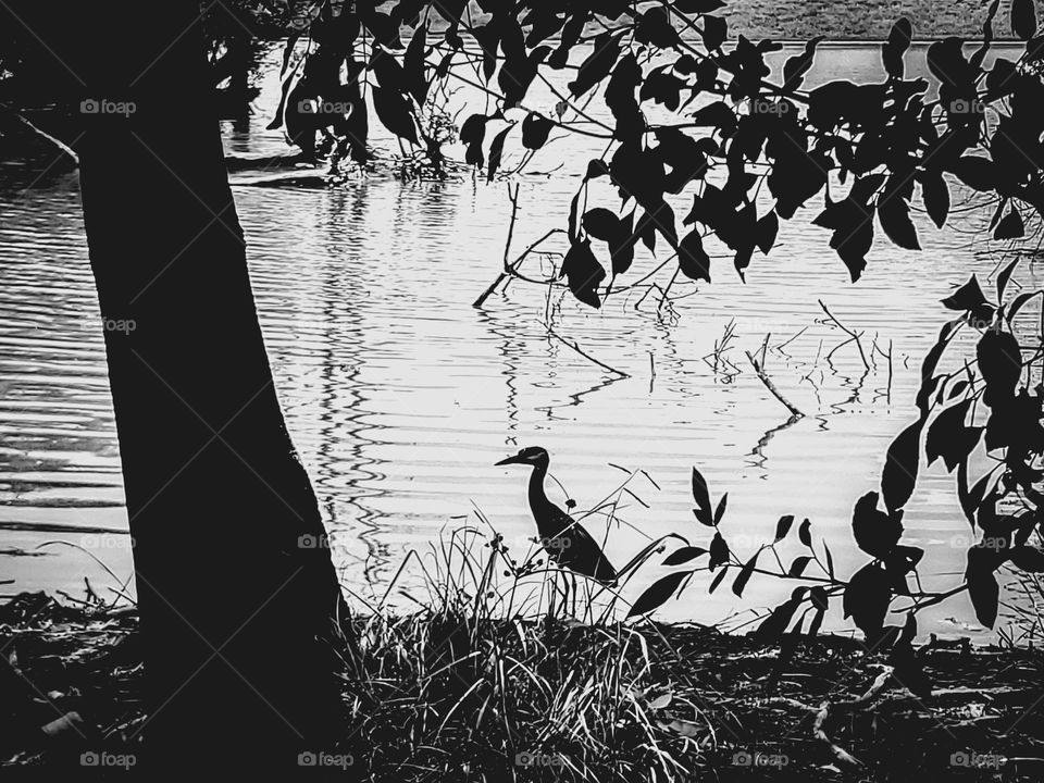 Flora and fauna silhouettes in black and white.