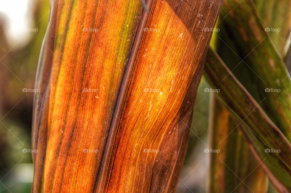 No Person, Leaf, Nature, Flora, Wood