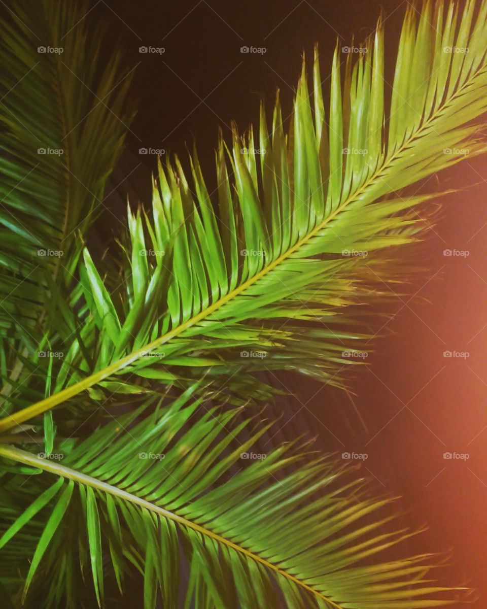 Palmtree leaf