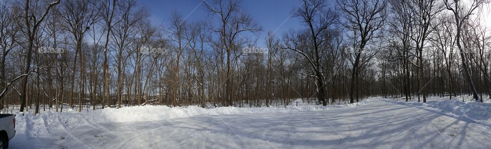 panoramic photo of trees in a park