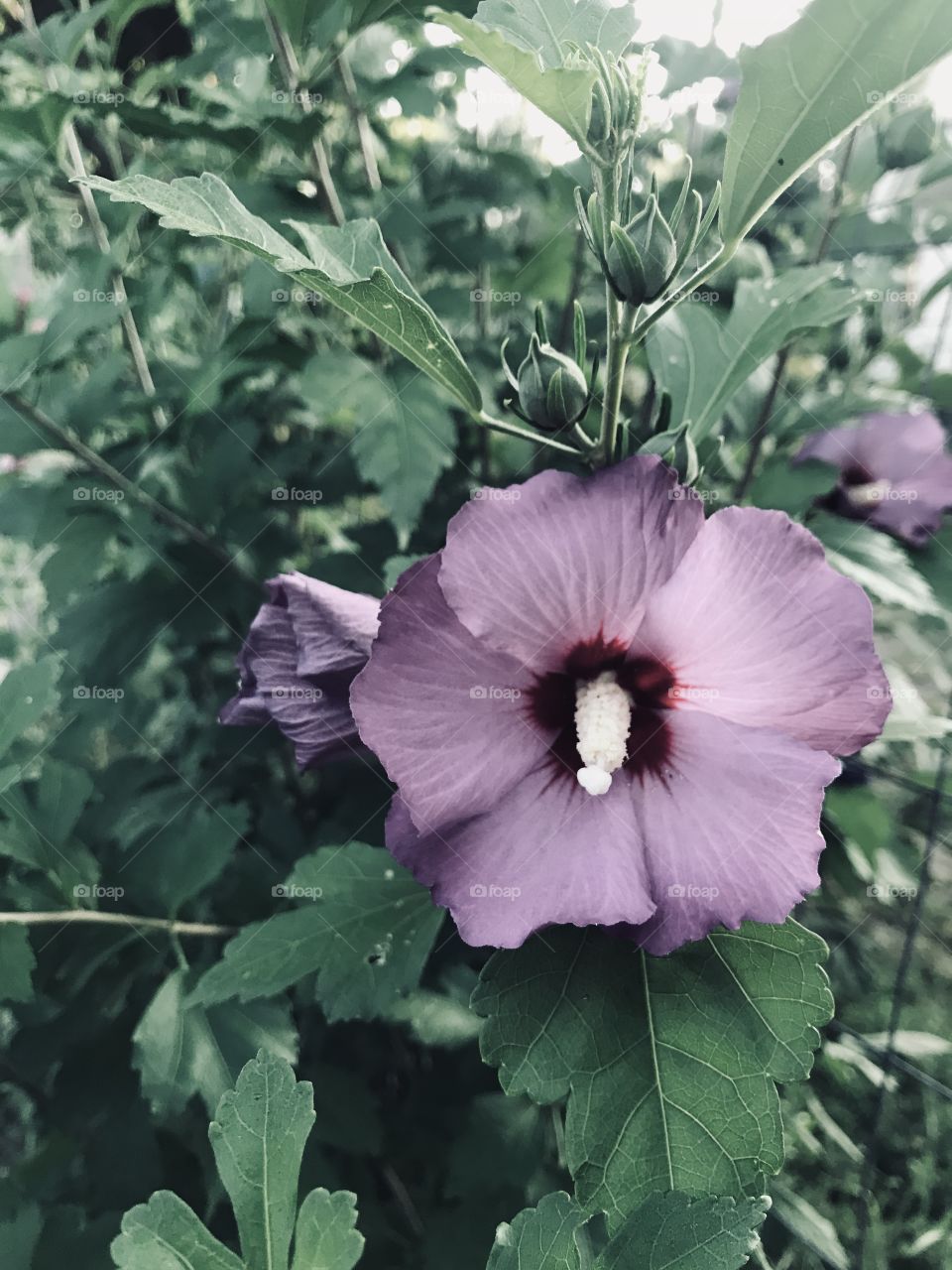 A beautiful flower I found along my walk. 