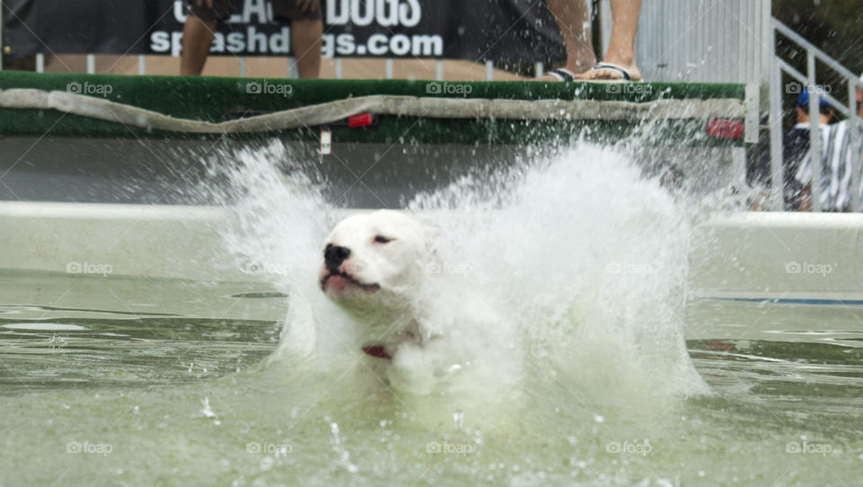 Splash Dog