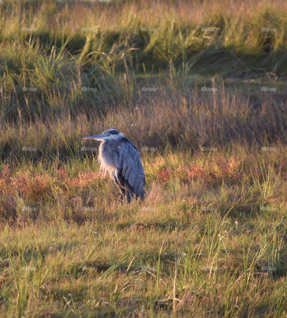Blue heron in the Marsh. 