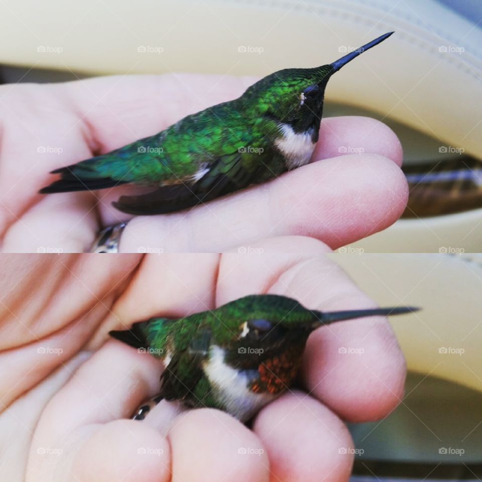 hummingbird​ in my hand