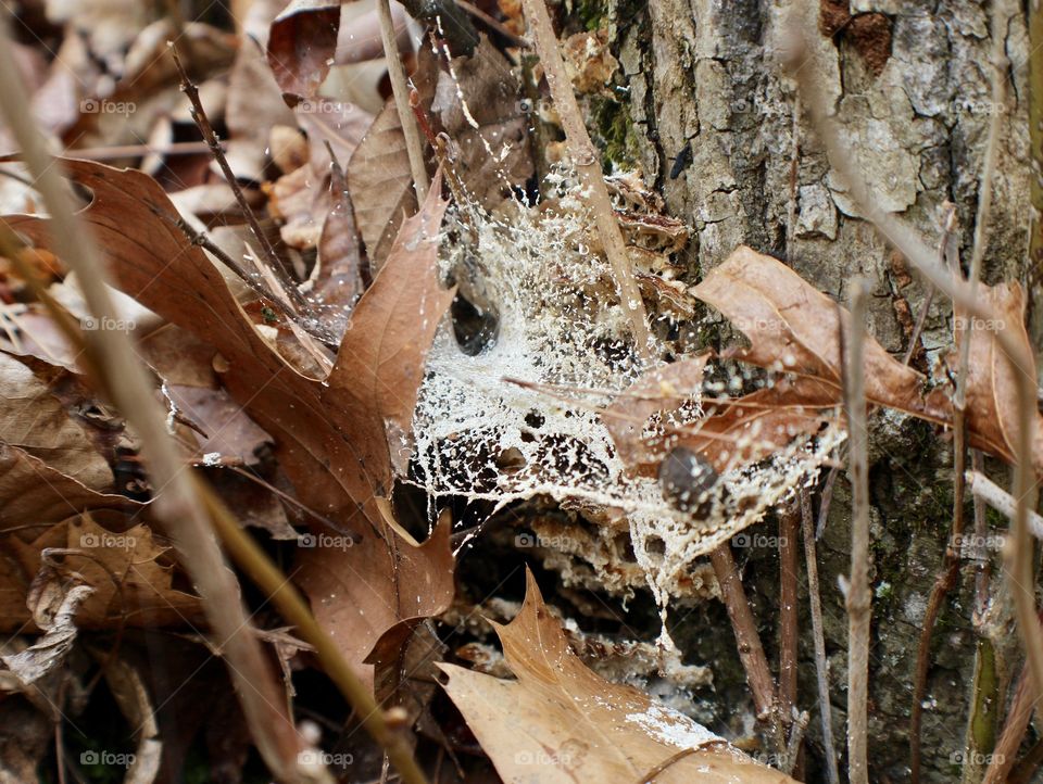 Spider web