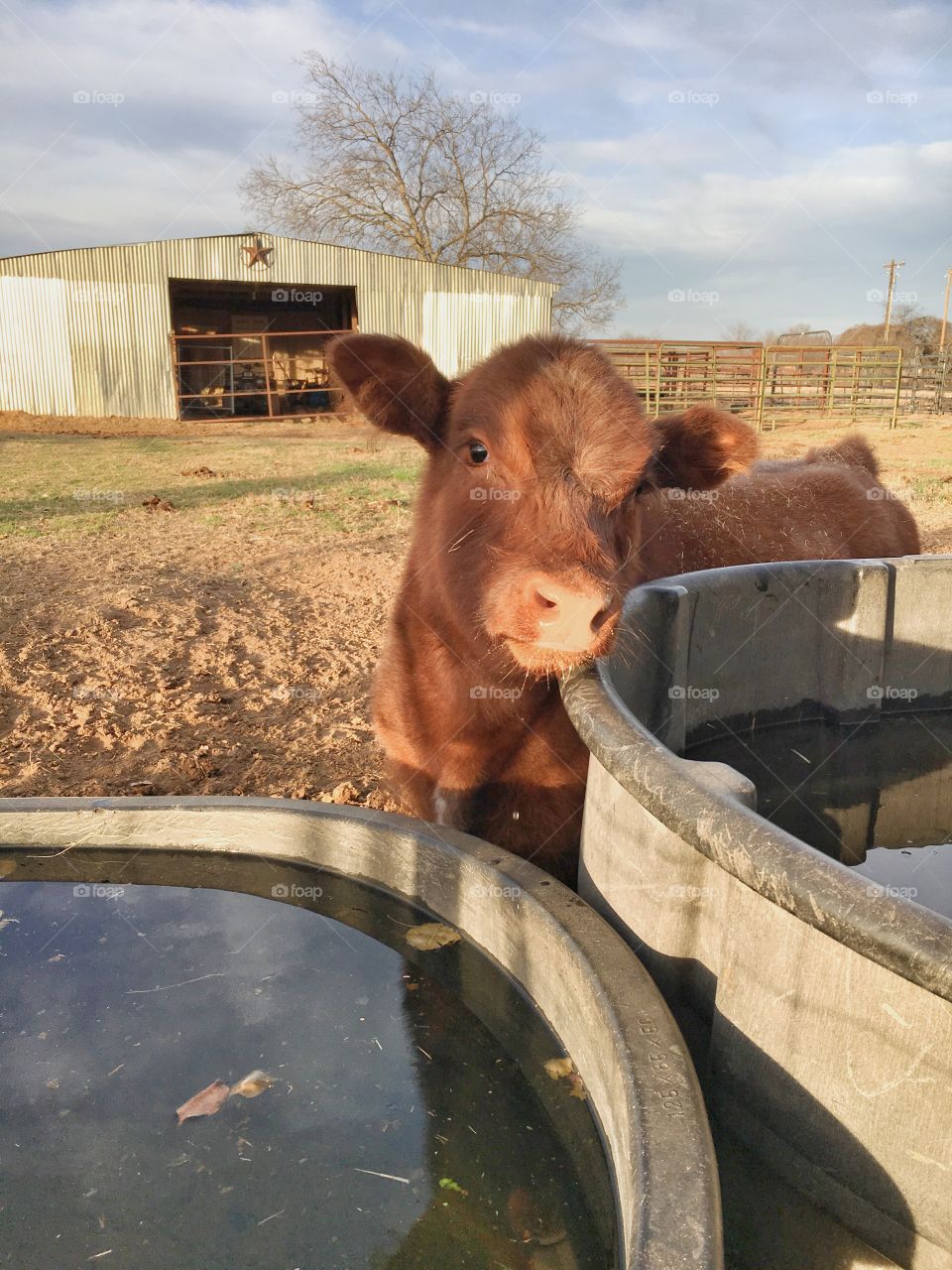 Shorthorn calf at the water trough. 