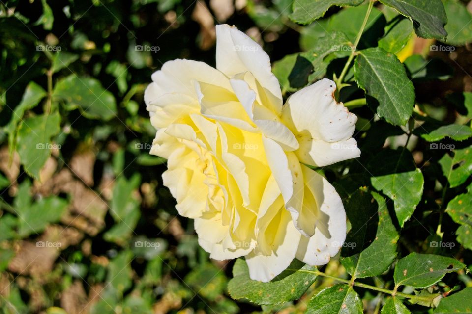 yellow rose in the garden