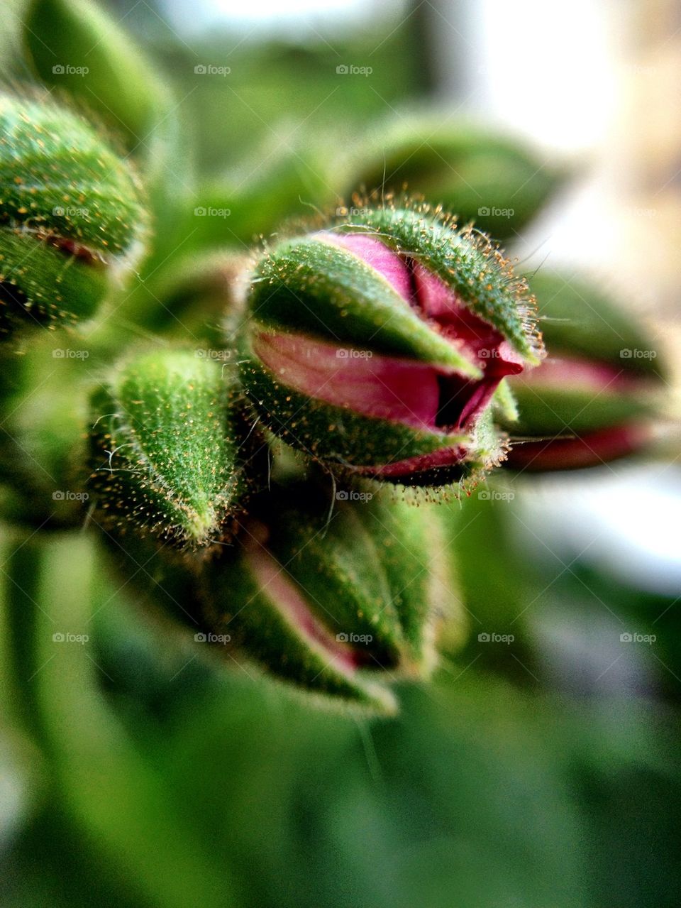 Close-up of flower bud