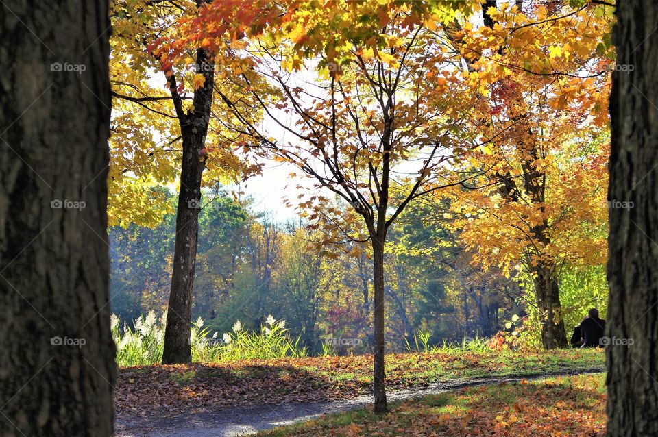 Fall Foliage Under The Trees