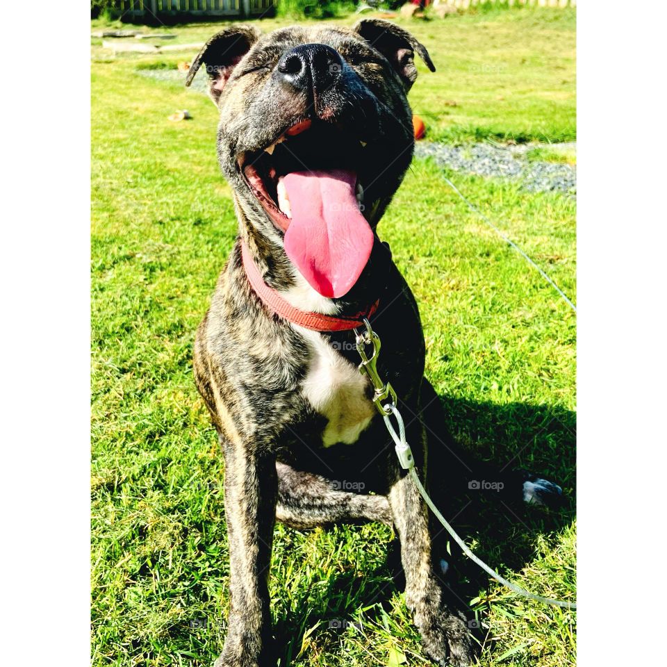 Happy puppy today! Enjoying the sunshine☀️