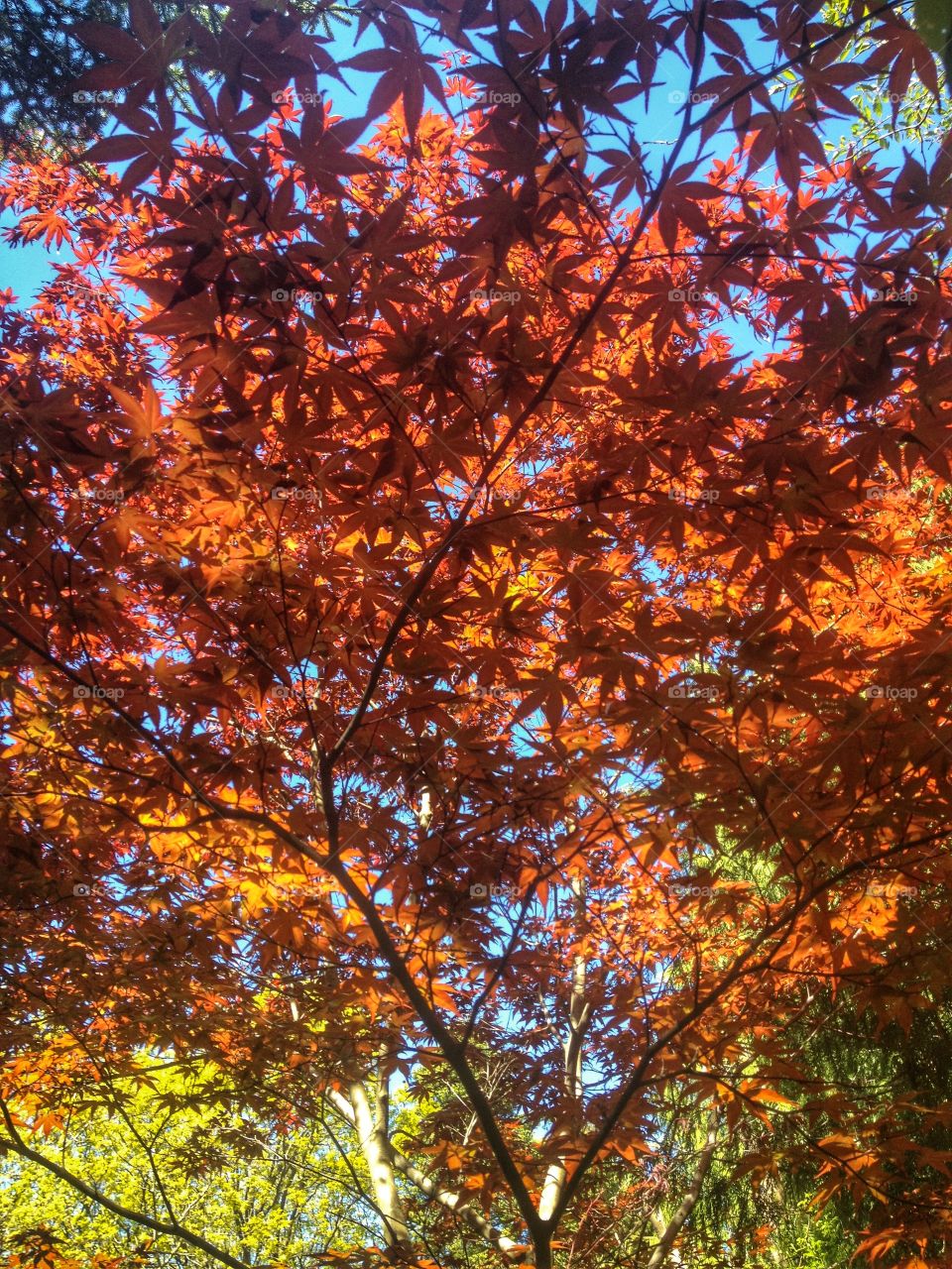 Autumn foliage