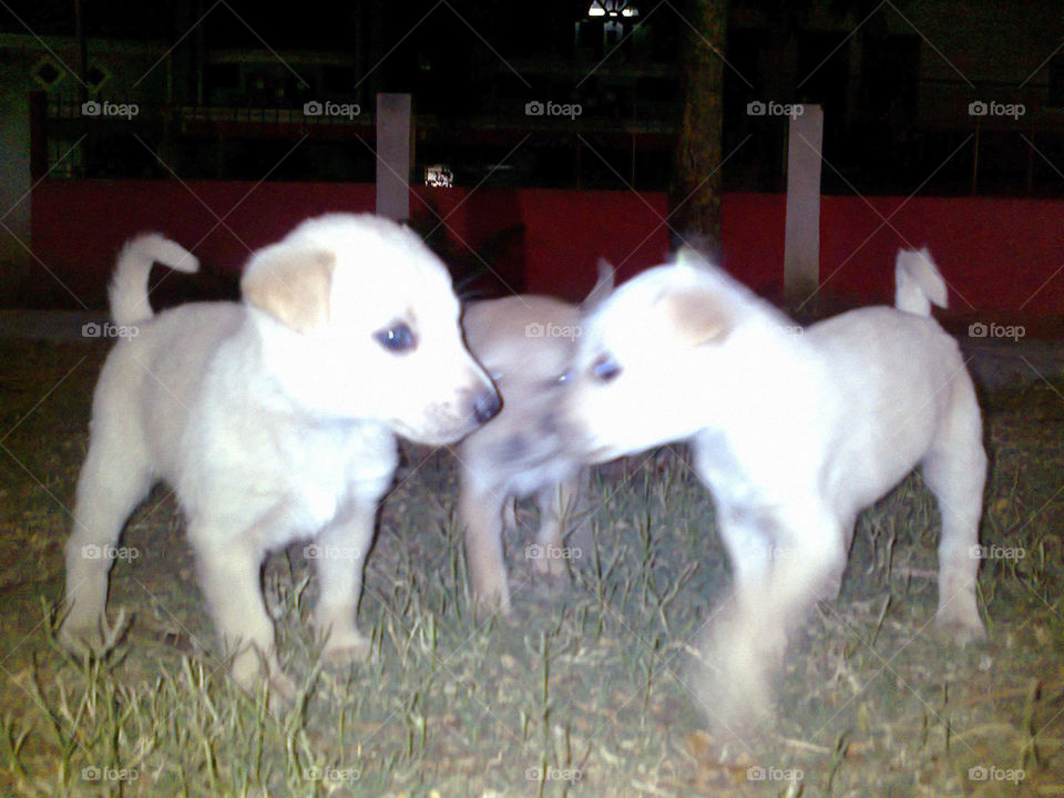 cute street puppies