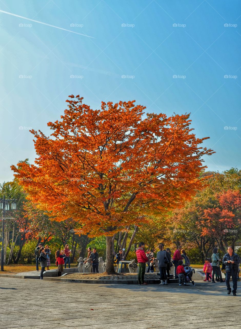 tree at autumn