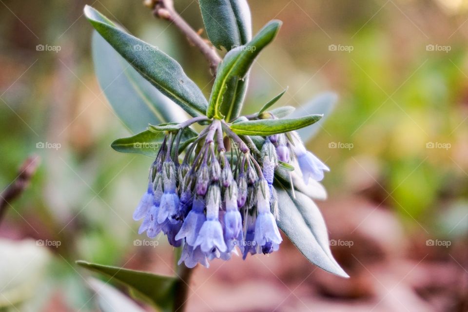 Close-up of blue bell